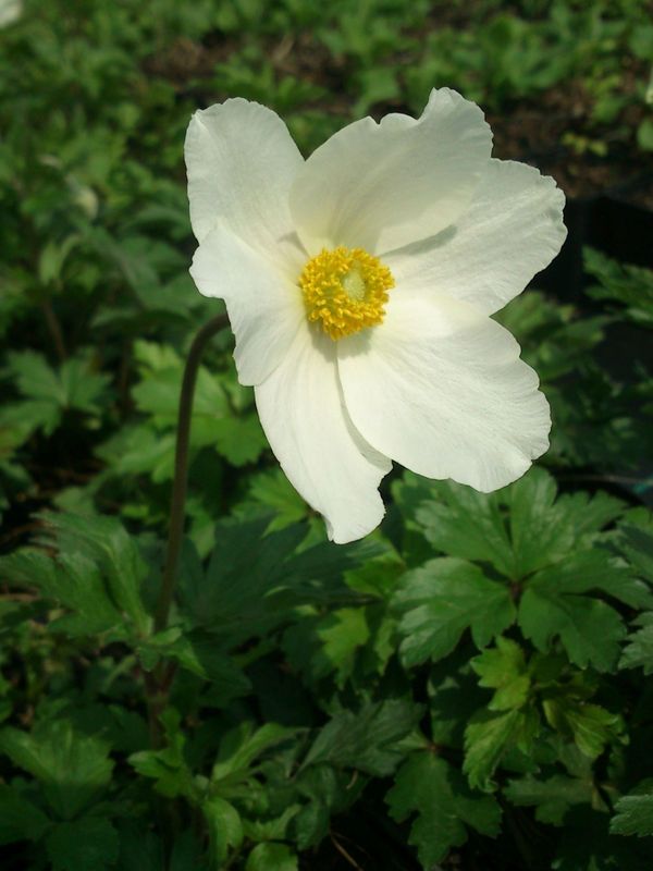 Anemone sylvestris