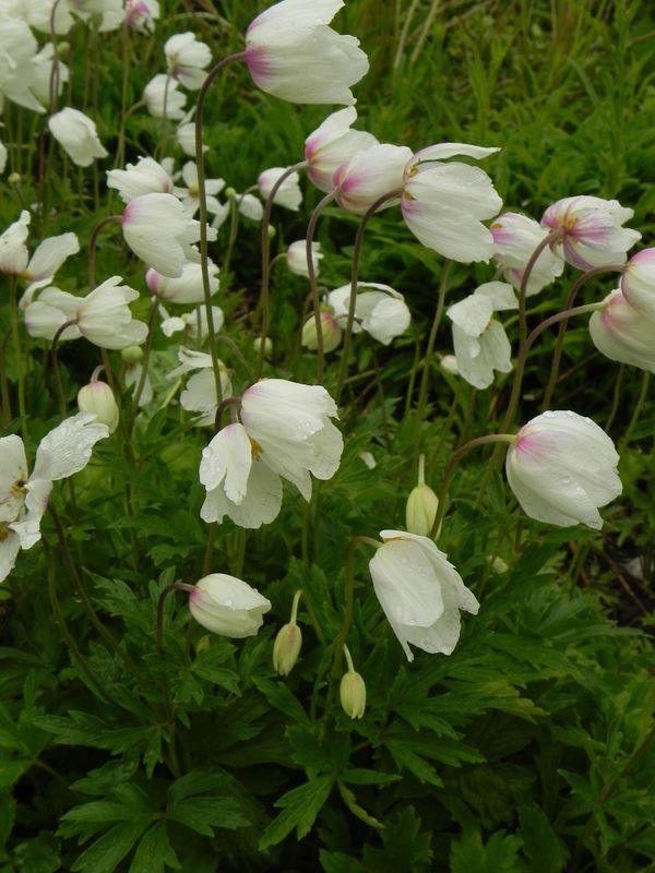 Anemone sylvestris
