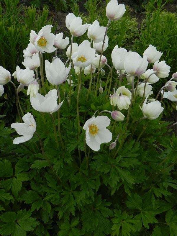 Anemone sylvestris ‘Snow White’