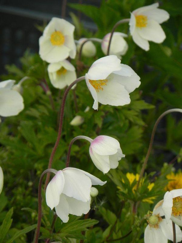 Anemone sylvestris ‘Madonna’