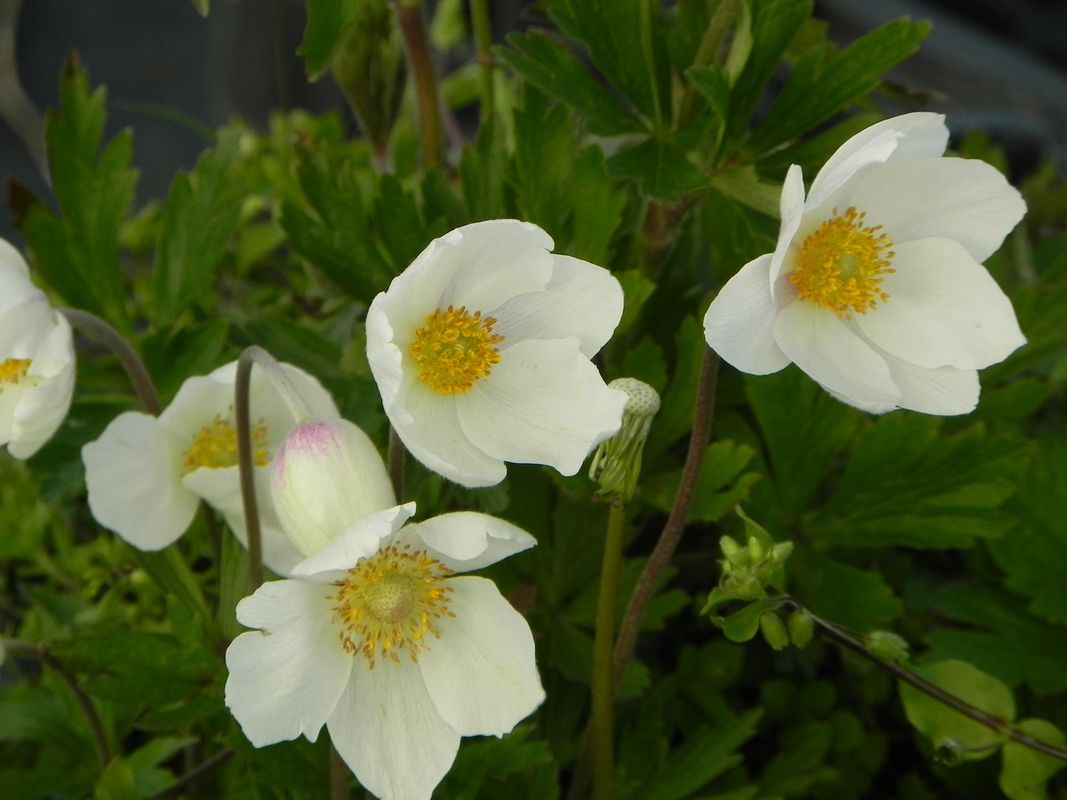 Anemone sylvestris ‘Madonna’