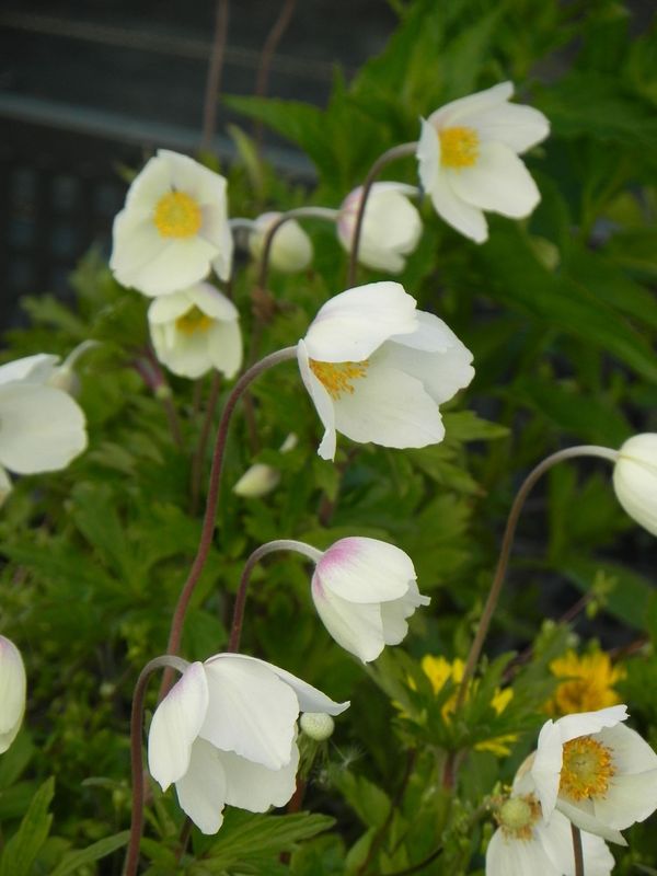 Anemone sylvestris ‘Madonna’