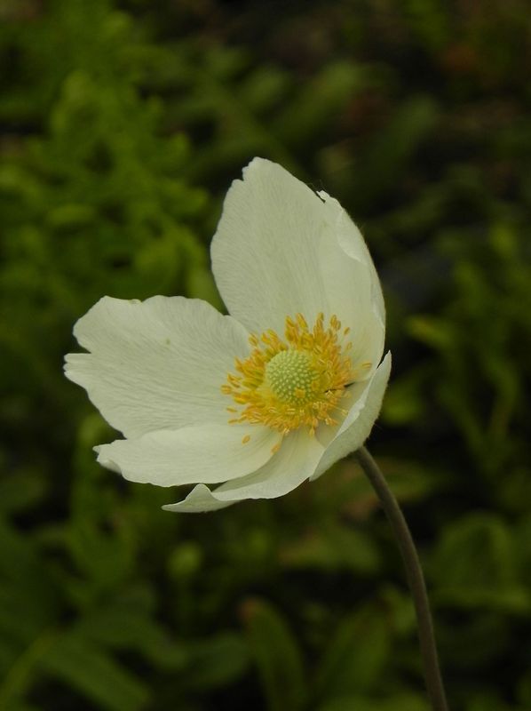 Anemone sylvestris ‘Madonna’