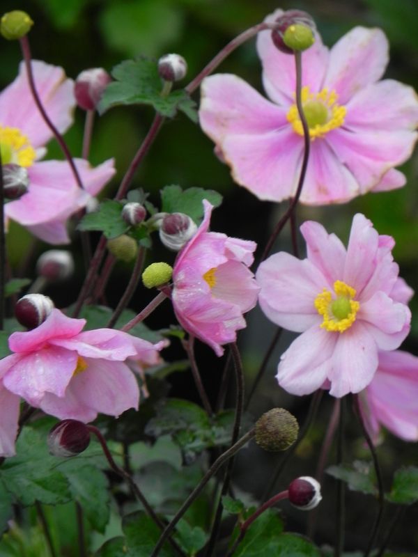 Anemone tomentosa ‘Serenade’