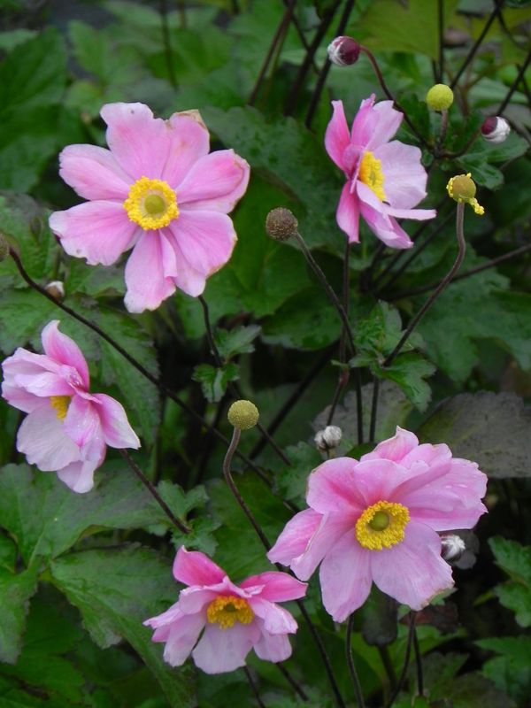 Anemone tomentosa ‘Serenade’