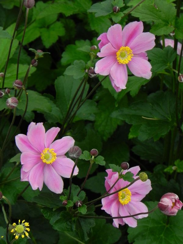 Anemone tomentosa ‘Serenade’