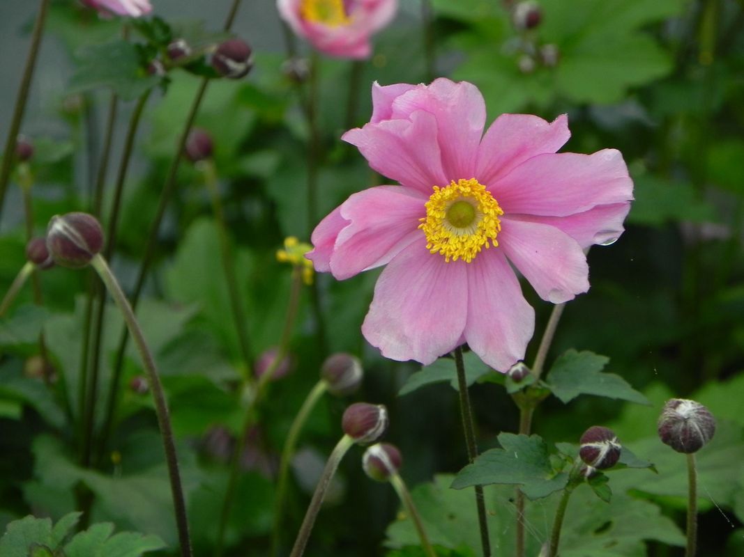 Anemone tomentosa ‘Serenade’