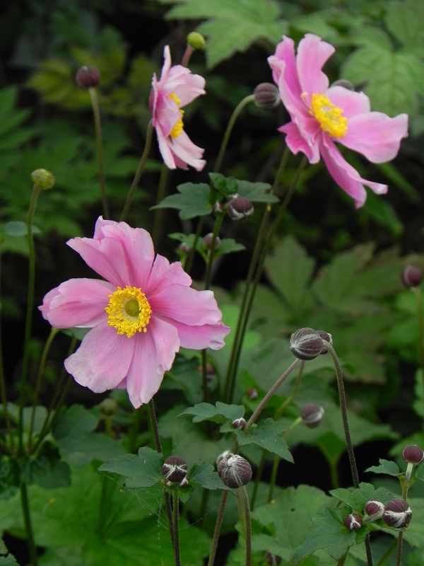 Anemone tomentosa ‘Serenade’