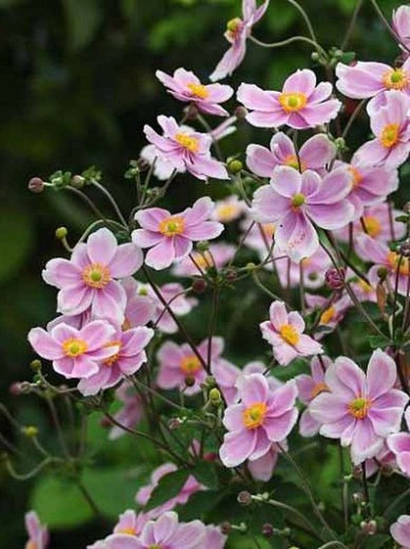 Anemone tomentosa ‘Robustissima’