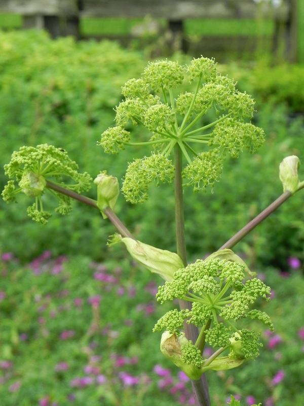 Angelica archangelica