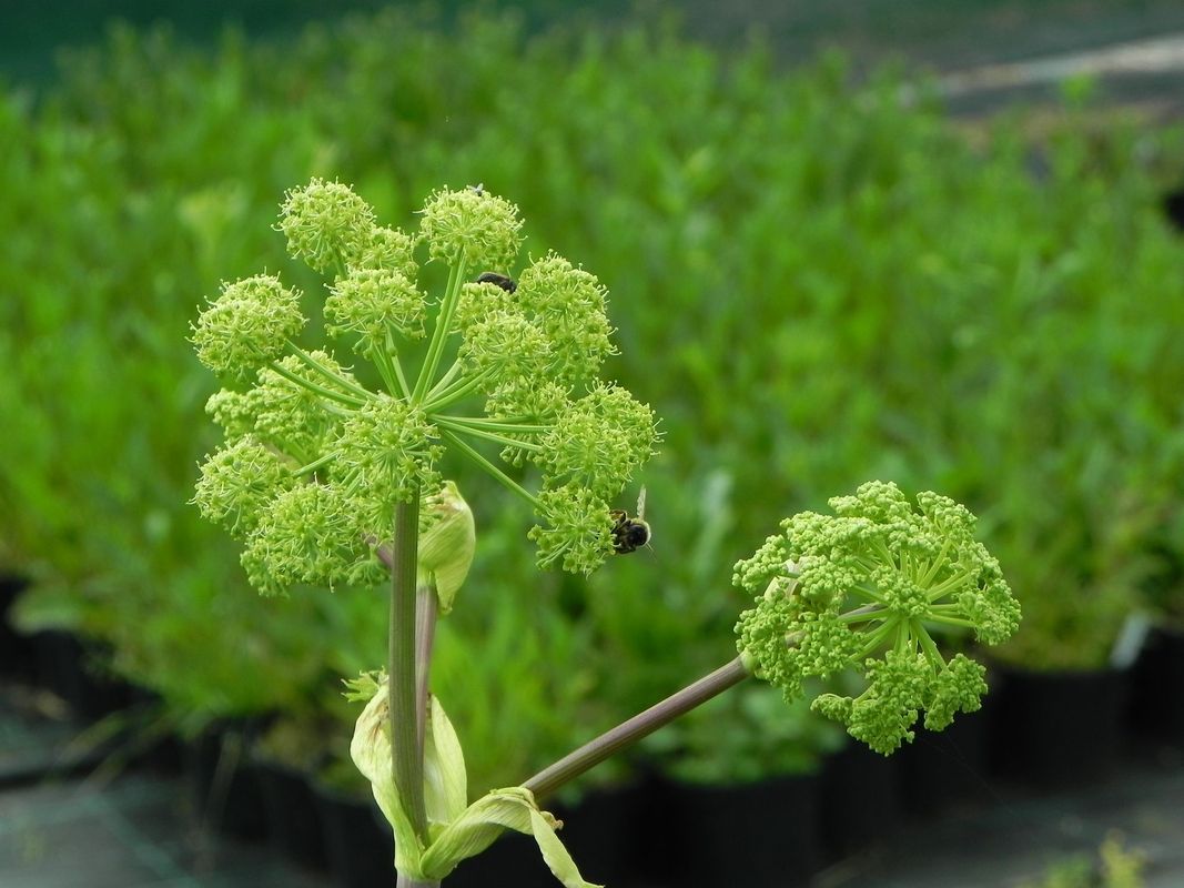 Angelica archangelica