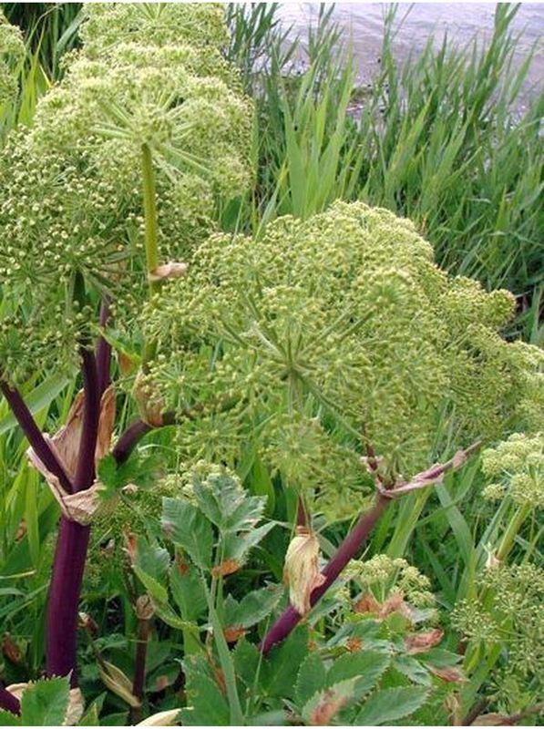Angelica archangelica ‘BLBP 01’