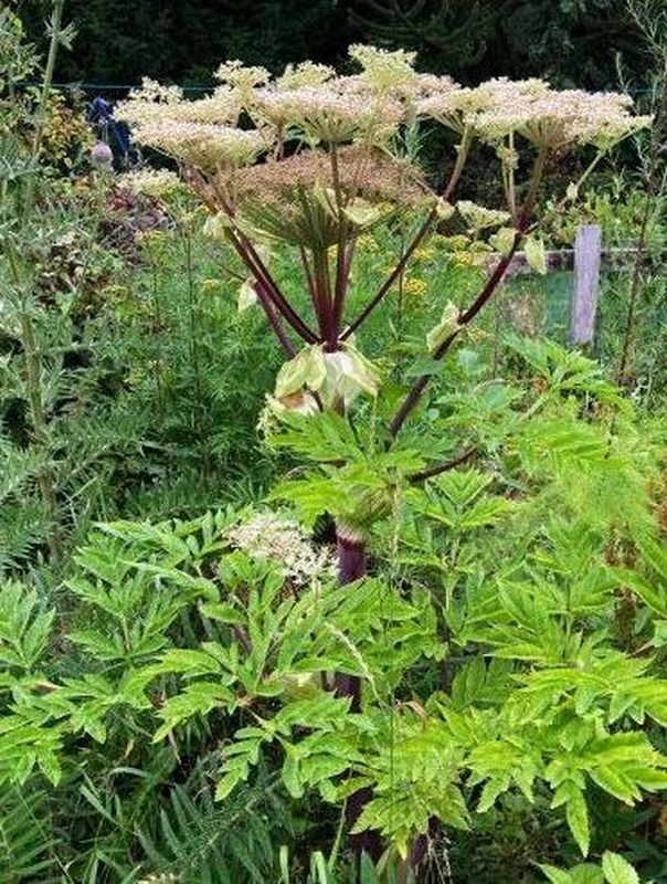 Angelica dahurica ‘BLBP 02’