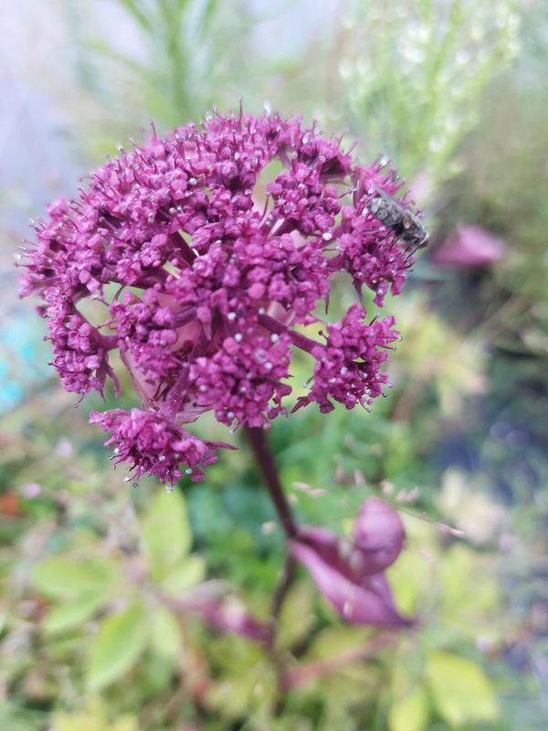 Angelica gigas