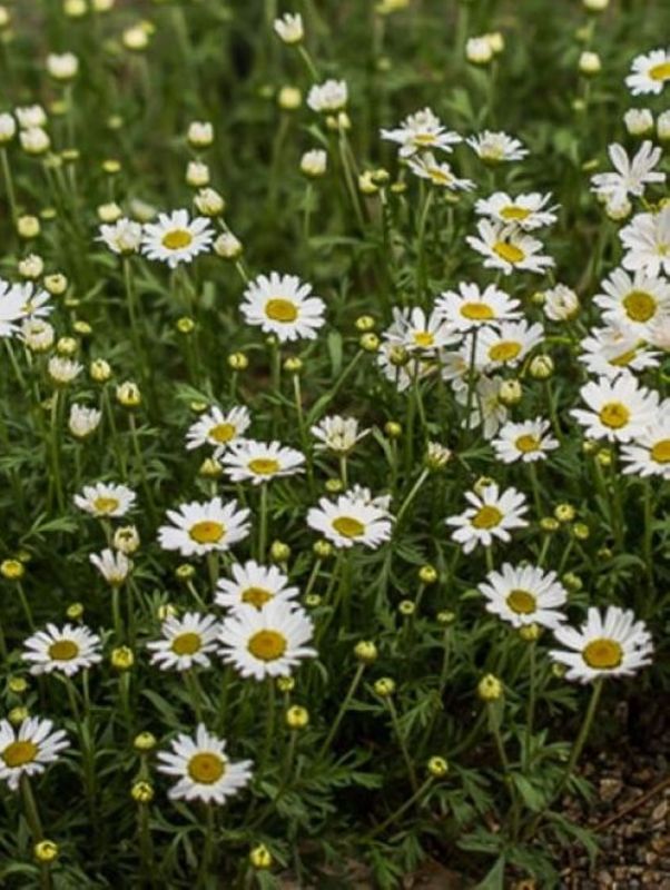Anthemis carpatica ‘Karparten Schnee’