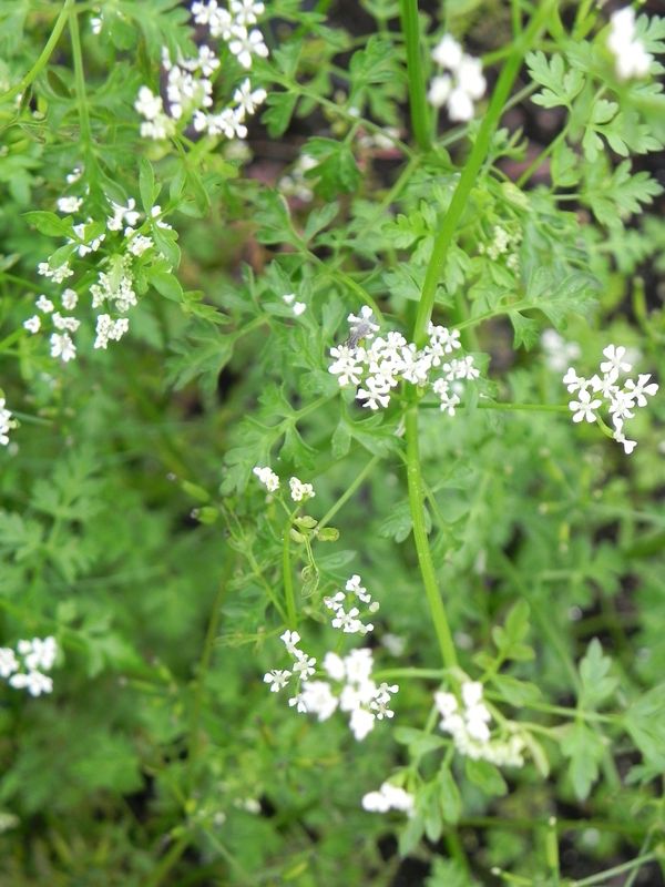 Anthriscus cerefolium