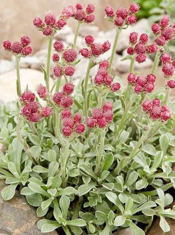 Antennaria dioica ‘Rubra’