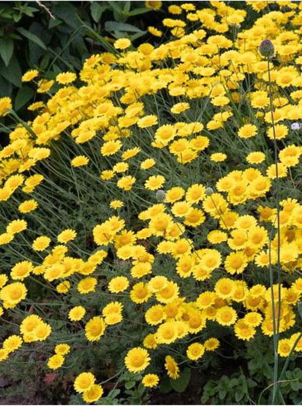 Anthemis tinctoria ‘Dwarf Form’