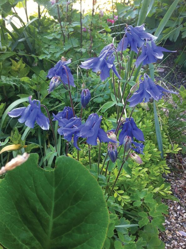 Aquilegia alpina ‘Navy Blue’