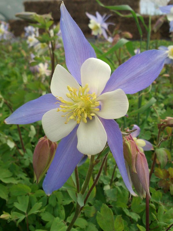 Aquilegia caerulea ‘Blue Star’