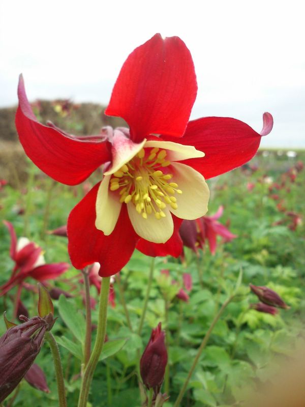Aquilegia caerulea ‘Red Star’