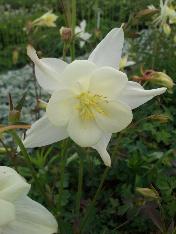 Aquilegia caerulea ‘White Star’