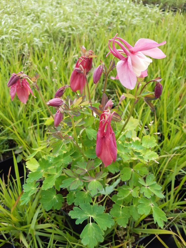 Aquilegia caerulea ‘Spring Magic® F1 Rose & White’