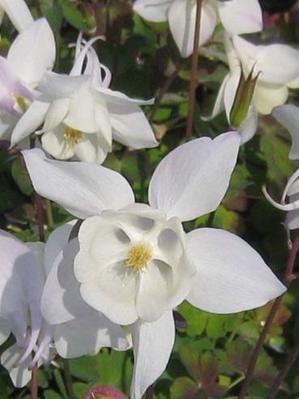 Aquilegia caerulea ‘Spring Magic® F1 White’