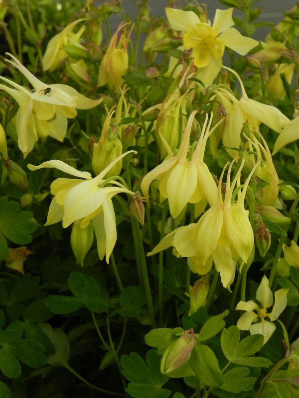 Aquilegia caerulea ‘Yellow Spring Magic’