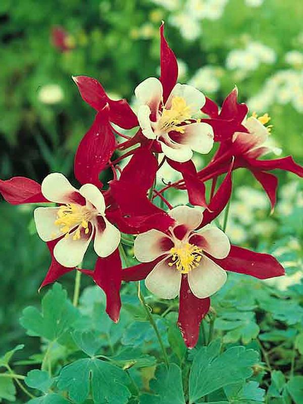 Aquilegia caerulea ‘Crimson Star’