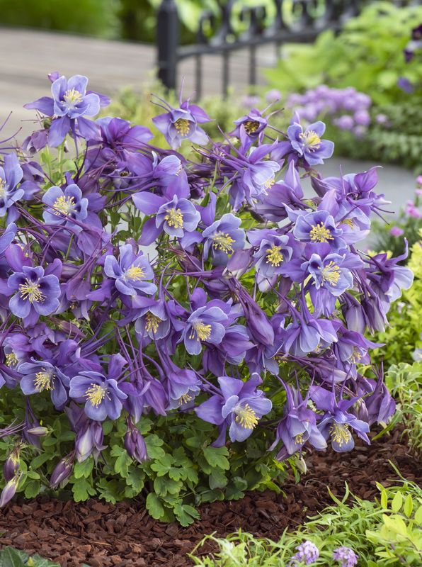 Aquilegia caerulea ‘Earlybird Purple Blue’
