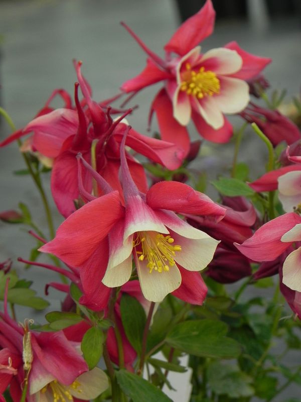 Aquilegia caerulea ‘Earlybird Red White’