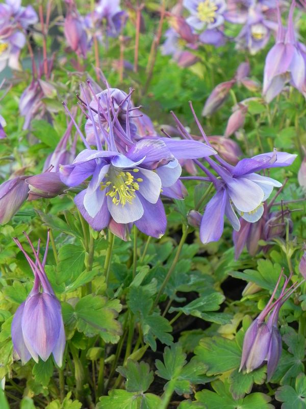 Aquilegia caerulea ‘Earlybird™ Purple White’