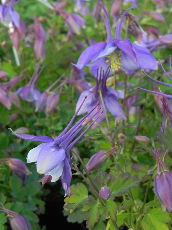 Aquilegia caerulea ‘Earlybird™ Purple White’