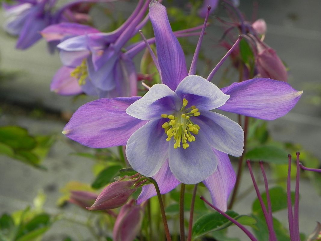 Aquilegia caerulea ‘Earlybird™ Purple White’