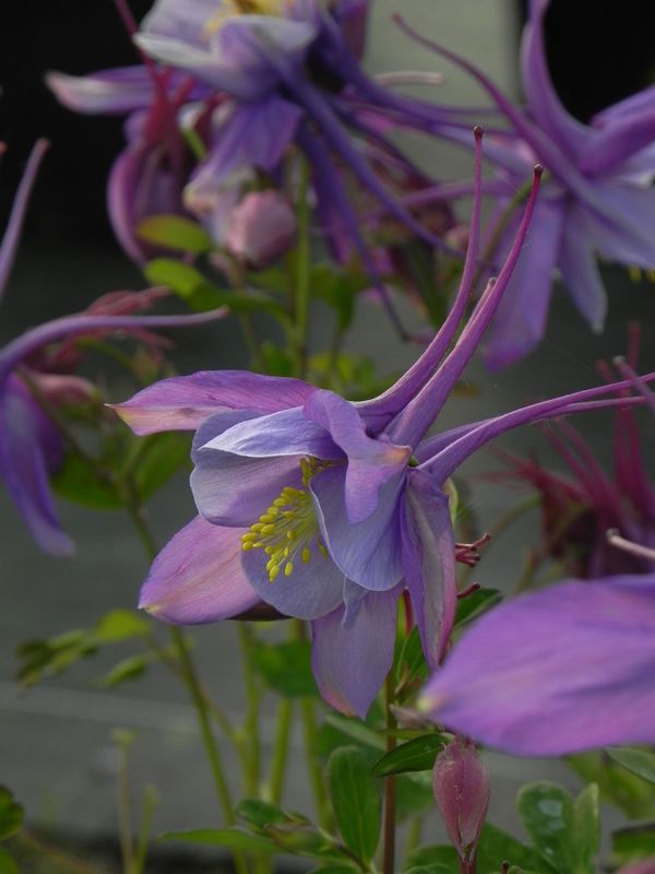 Aquilegia caerulea ‘Earlybird™ Purple White’
