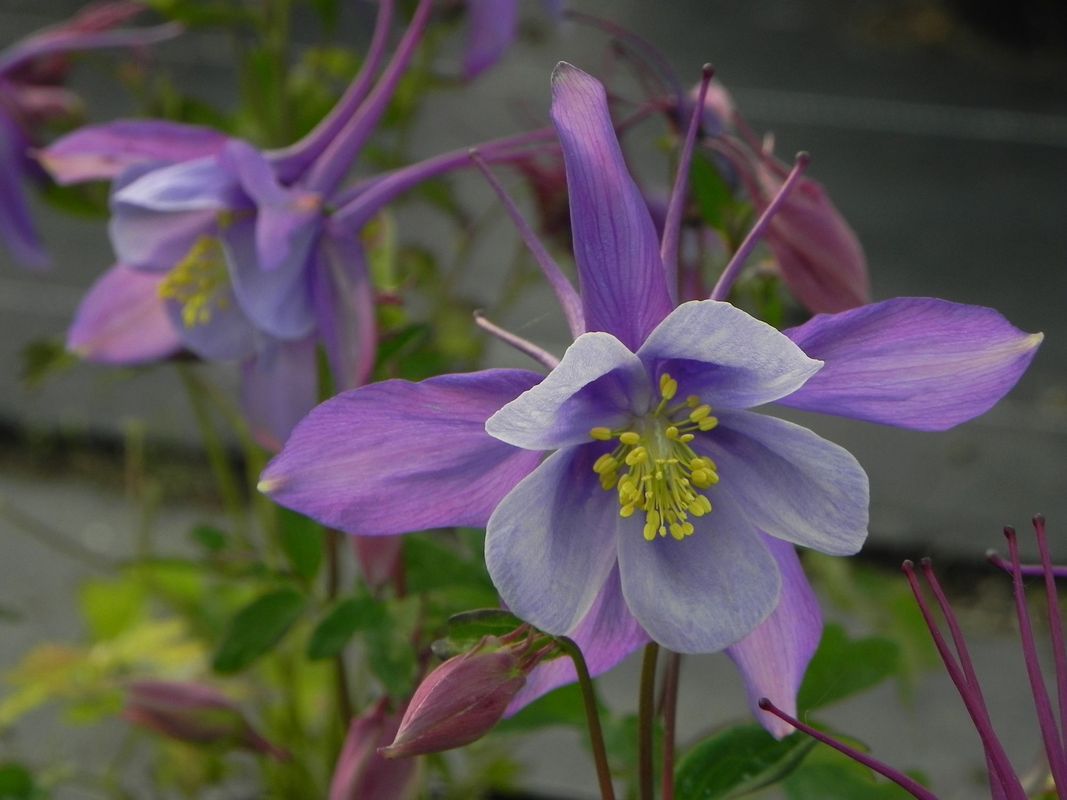 Aquilegia caerulea ‘Earlybird™ Purple White’