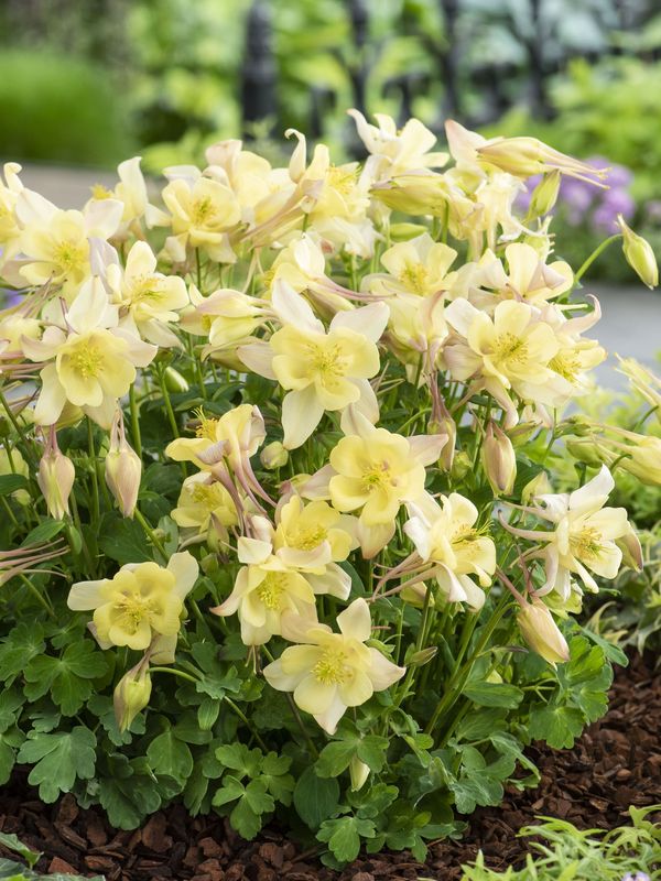 Aquilegia caerulea ‘Earlybird™ Yellow’
