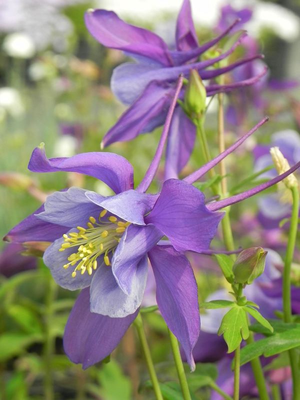 Aquilegia caerulea ‘Earlybird™ Purple Blue’