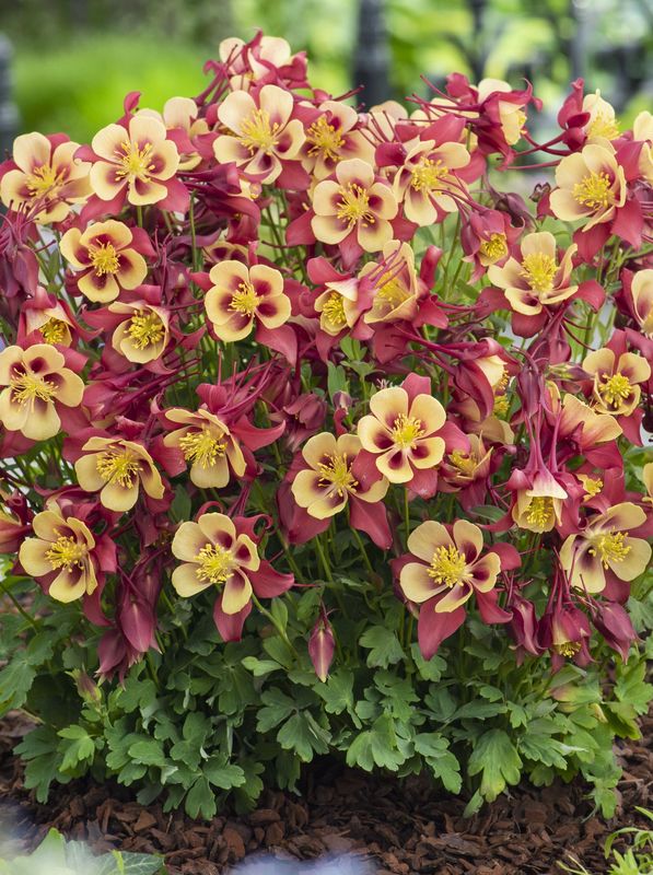 Aquilegia caerulea ‘Earlybird™ Red Yellow’
