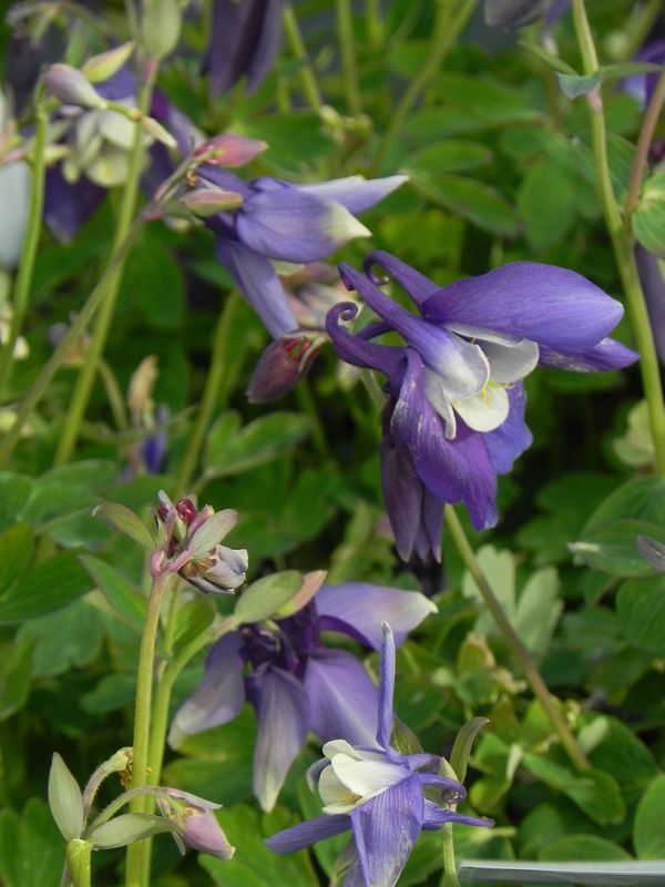 Aquilegia caerulea ‘Spring Magic® F1 Navy & White’