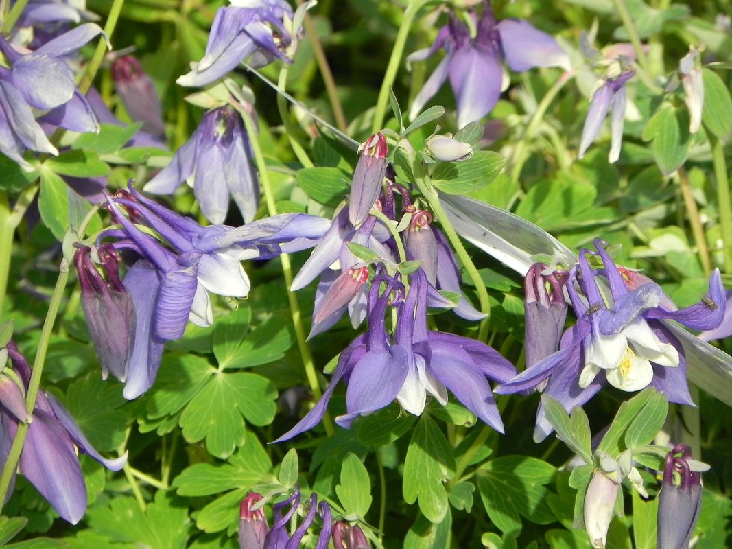 Aquilegia caerulea ‘Spring Magic® F1 Navy & White’