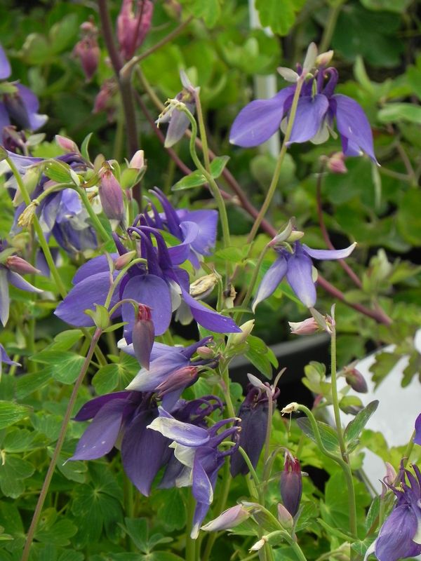 Aquilegia caerulea ‘Spring Magic® F1 Navy & White’