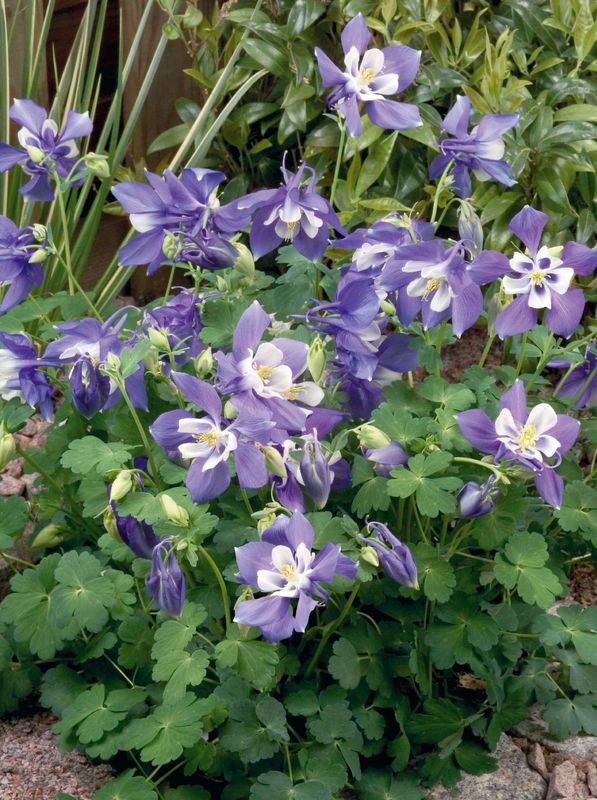 Aquilegia caerulea ‘Spring Magic® F1 Blue & White’