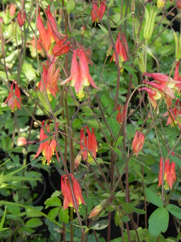 Aquilegia canadensis