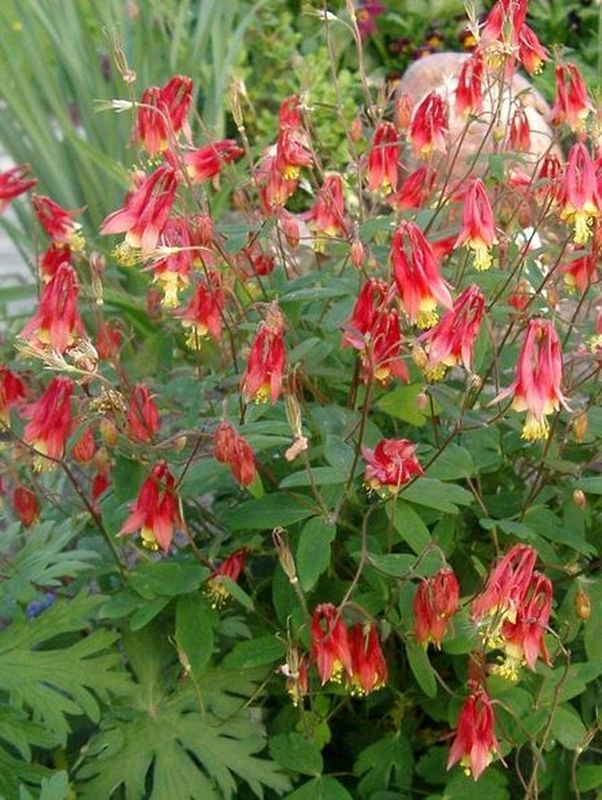 Aquilegia canadensis ‘Little Lanterns’