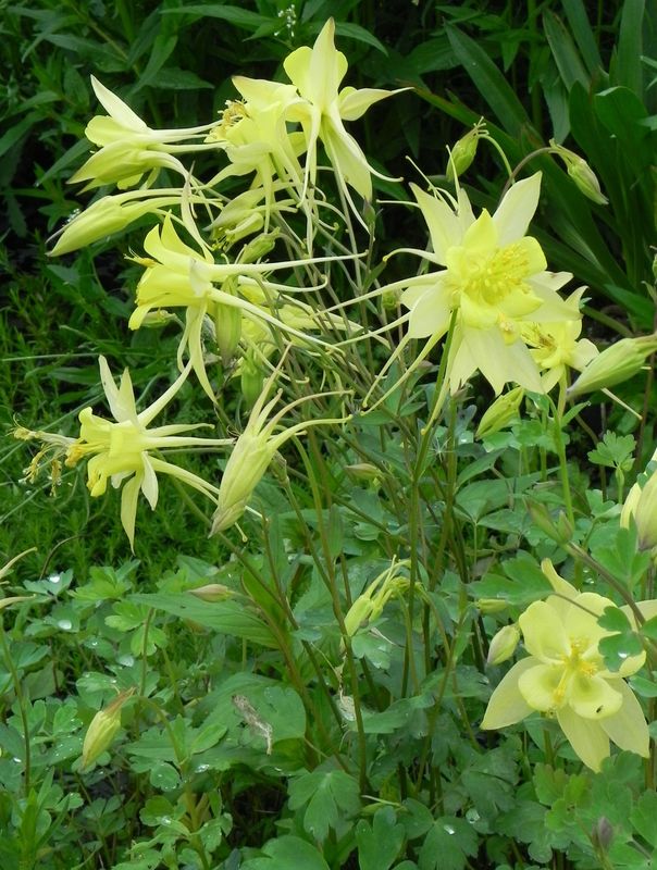 Aquilegia chrysantha