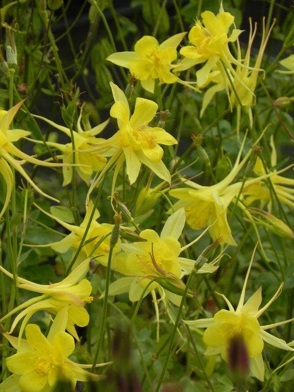 Aquilegia chrysantha ‘Yellow Queen’