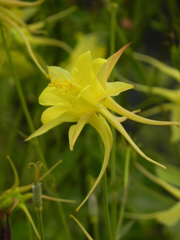 Aquilegia chrysantha ‘Yellow Queen’