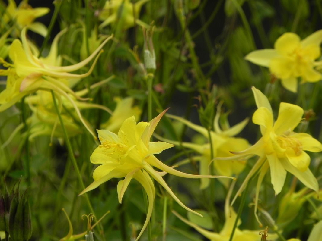 Aquilegia chrysantha ‘Yellow Queen’